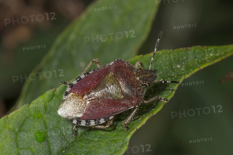 A hairy shieldbug (Dolycoris baccarum) sitting on a leaf, Baden-Württemberg, Germany, Europe
