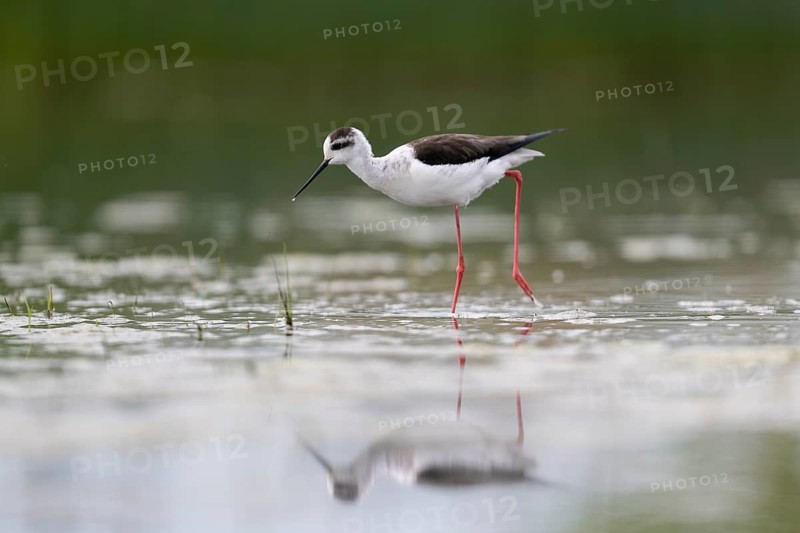 Black-winged Stilt (Himantopus himantopus), foraging in the water, Neusiedler See-Seewinkel National Park, Burgenland, Austria, Europe