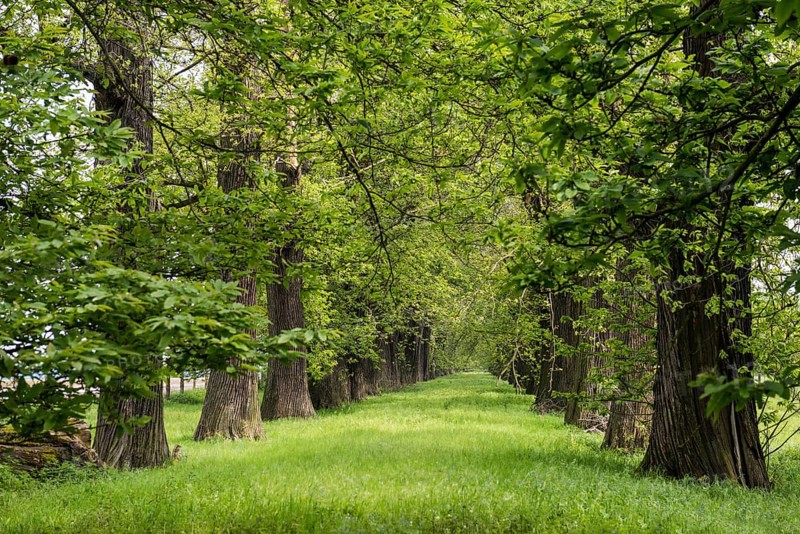 Tree avenue, sweet chestnut, chestnuts, Schloss Dyck, Jüchen, Lower Rhine, North Rhine-Westphalia, Germany, Europe