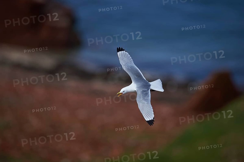Close-up of a black-legged kittiwake (Rissa Tridactyla) in spring (april) on Helgoland a small Island of northern Germany