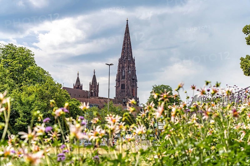 View of Freiburg Minster from the Stadtgarten, Freiburg im Breisgau, Black Forest, Baden-Württemberg, Germany, Europe