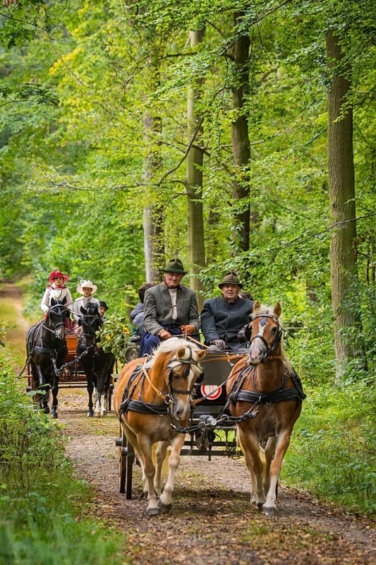 Presentation and route ride, all carriages in stylish tension, popular sporting event over approx. 30 km. An event organised by Reit- und Fahrverein Moritzburg e.V., 29th Moritzburger Teichrundfahrt, Moritzburg, Saxony, Germany, Europe