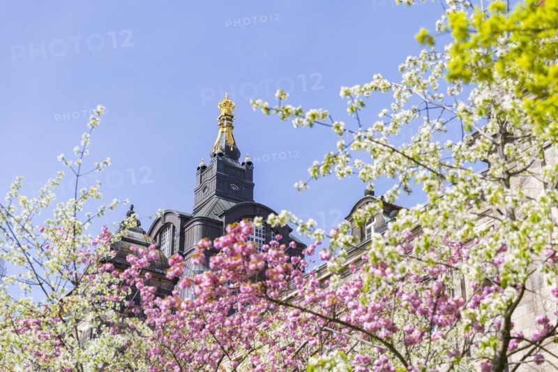 Blossoming cherry trees with a view of the Saxon State Chancellery, Dresden, Saxony, Germany, Europe
