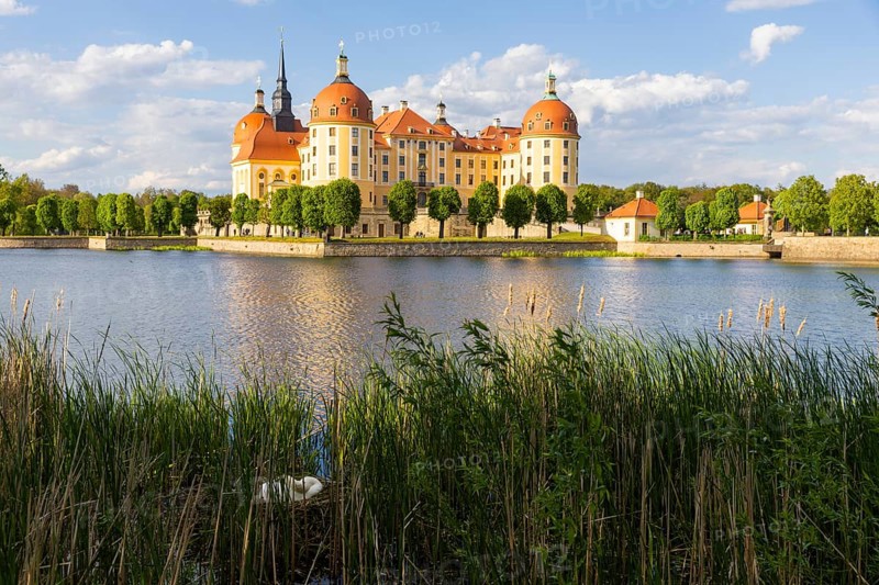 The moated castle, also known as the Filkulisse, lies in the middle of a lake and is a popular destination for excursions. A pair of swans have built their nest on the lakeshore, Moritzburg, Saxony, Germany, Europe