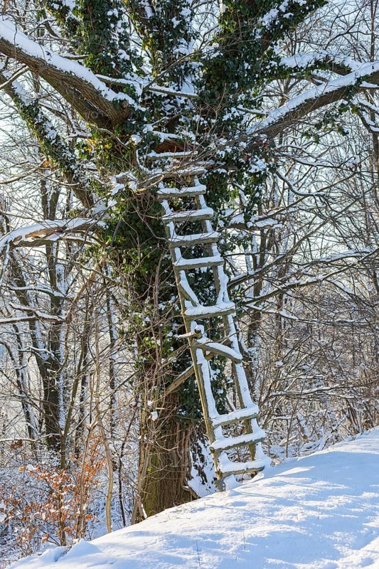 A broken wooden ladder on a tree, snow, Scharfenberg, Klipphausen, Saxony, Germany, Europe