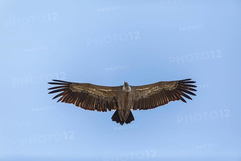 Griffon vulture (Gyps fulvus), Monfragüe National Park, Extremadura, Castilla La Mancha, Spain, Europe