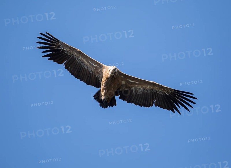 Griffon vulture (Gyps fulvus), Monfragüe National Park, Extremadura, Castilla La Mancha, Spain, Europe
