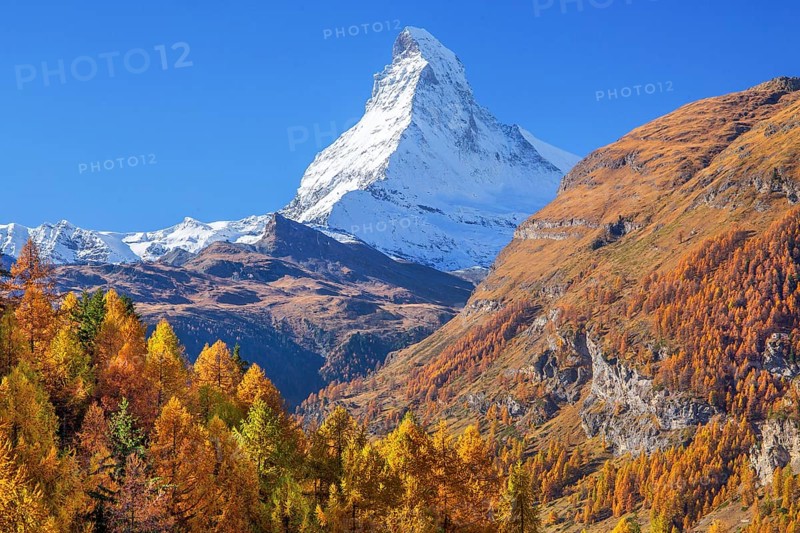 Autumn view of the Matterhorn 4478m and golden yellow larches, Zermatt, Mattertal, Valais, Switzerland, Europe