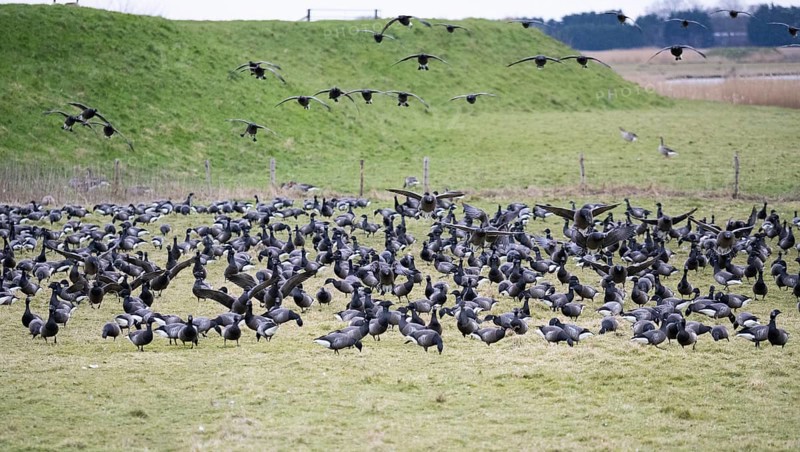 Brent Goose (Branta bernicla), migratory birds in flight and landing on pasture to feed, island of Texel, Holland