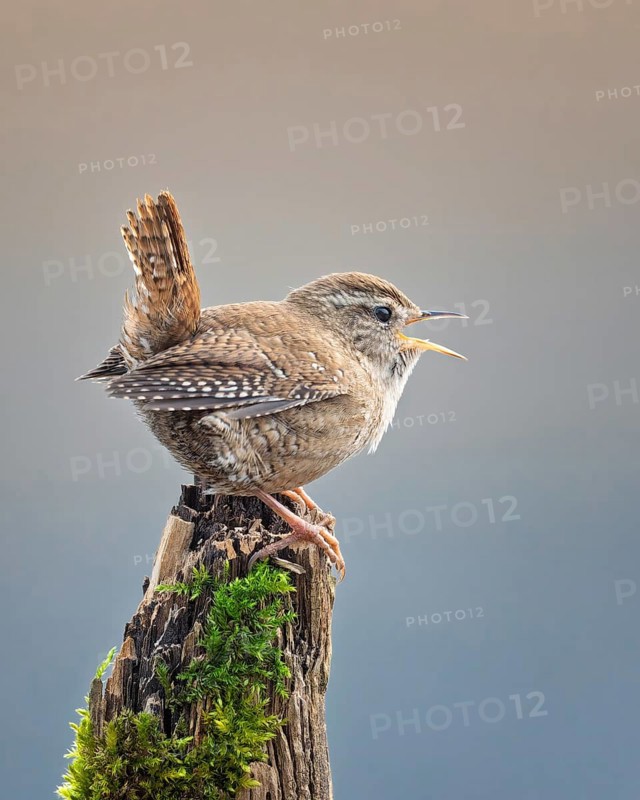 Wren (Troglodytes troglodytes) Snow king, singing, mating, third smallest bird in Europe, territorial song, Middle Elbe Biosphere Reserve, Saxony-Anhalt, Germany, Europe