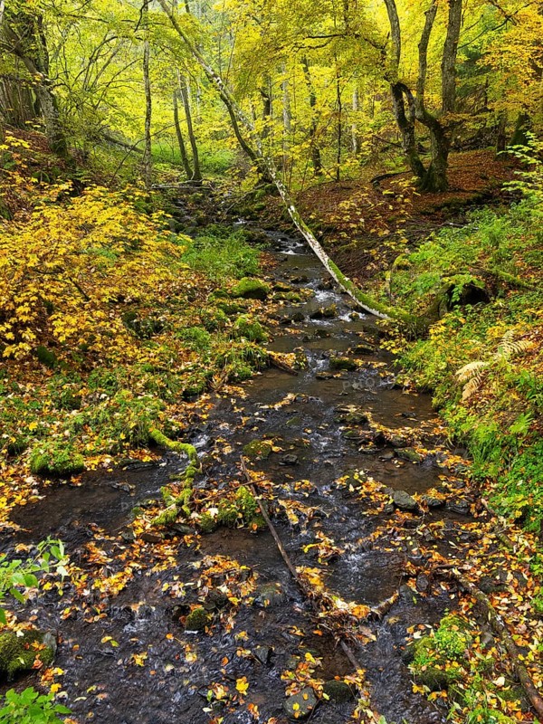Hill Stream, the Schwartzbach, and surrounding forest in autumn colour. The Rhön UNESCO Biosphere nature reserve, county Bavaria, Germany, Europe