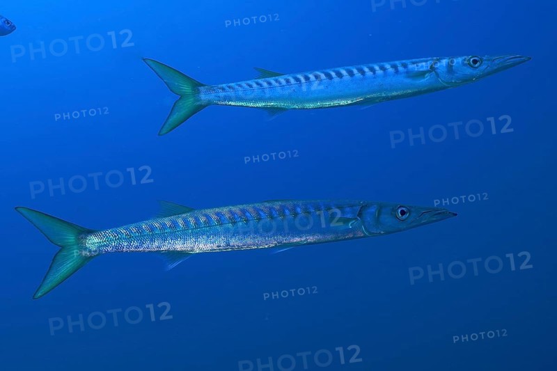 Two barracudas (Sphyraena sphyraena) swimming in the blue ocean, dive site Sec de la Jeaune Garde, Giens peninsula, Provence Alpes Côte d'Azur, France, Europe