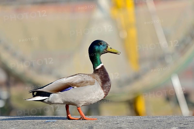Mallard (Anas platyrhynchos), drake, male standing on a wall at the harbour of Greetsiel, North Sea, Lower Saxony, Germany, Europe