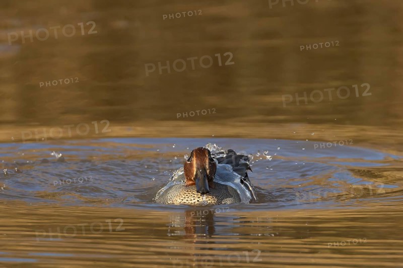 Common teal (Anas crecca) adult male bird washing in a lake, England, United Kingdom, Europe