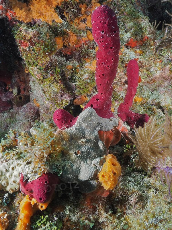 Colourful sea sponges in various shapes and colours, including upright rope sponge (Amphimedon compressa), in the underwater world, dive site John Pennekamp Coral Reef State Park, Key Largo, Florida Keys, Florida, USA, North America
