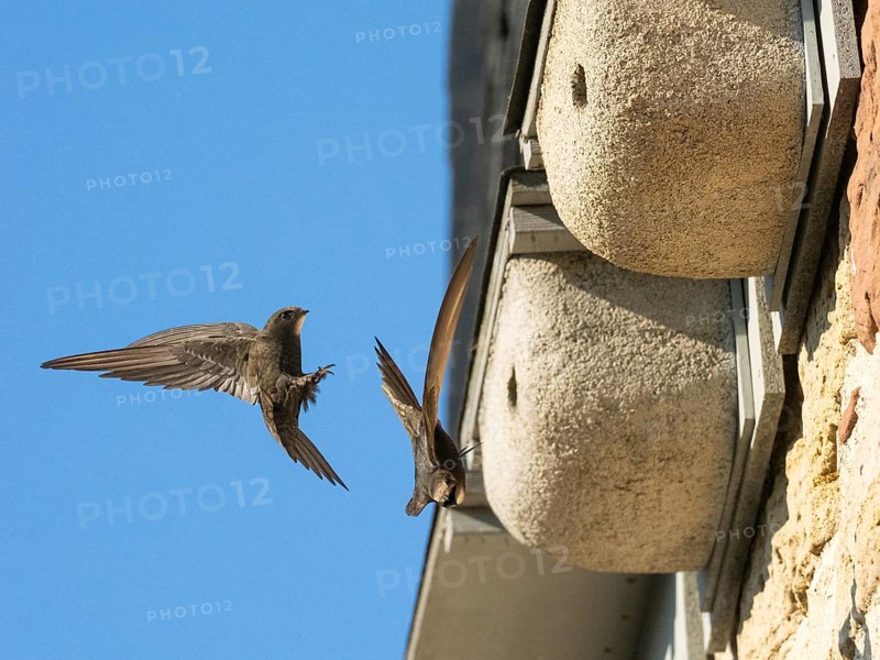 Common swift (Apus apus), adult pair in flight, one leaving its nest, the other landing at the nest box, one of a row of artificial nest boxes which have been put on the building specifically to provide and aid swifts with a nesting site, Hesse, Germany, Europe