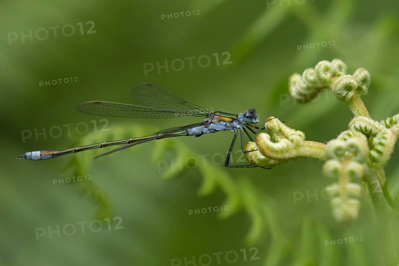 Emerald damselfly (Lestes sponsa) adult insect on a Bracken plant leaf in the summer, England, United Kingdom, Europe