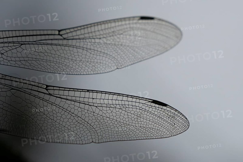 Southern hawker dragonfly (Aeshna cyanea) adult insect close up of a pair of wings in the summer, England, United Kingdom, Europe