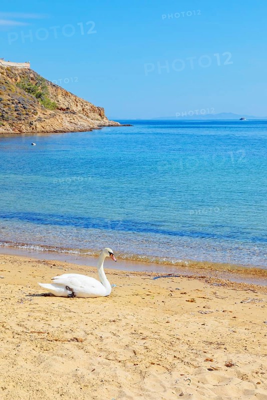Mute swan resting on Livadi beach, Serifos Island, Cyclades Islands, Greece, Europe