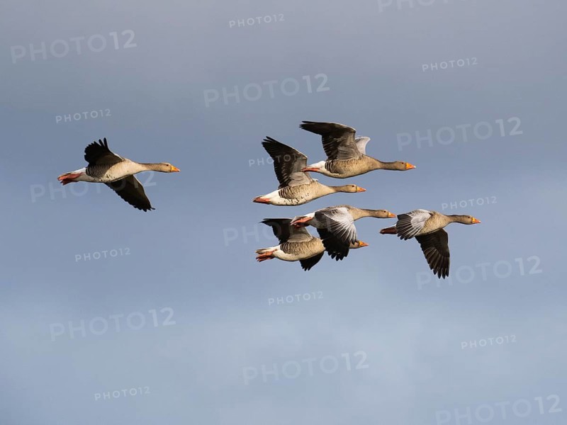Graugans (Anser anser), mehrere Vögel im Flug, über dem Naturschutzgebiet Mokbaai, auf der Insel Texel, Holland