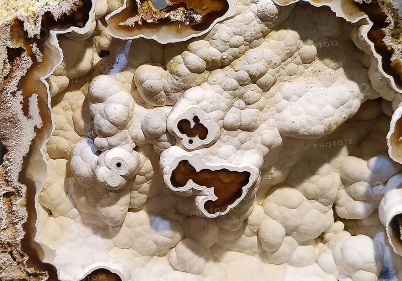 Coral, agatised, Idar-Oberstein, Rhineland-Palatinate, Germany, Europe