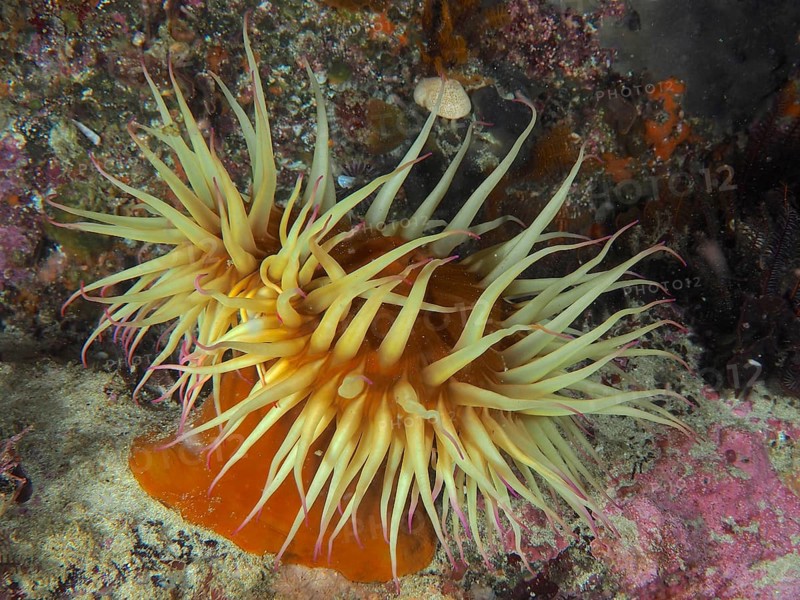 Orange-coloured sea anemone with long tentacles, false plumose anemone (Pseudactinia varia), on a coral reef, False Bay dive site, Cape of Good Hope, Cape Town, South Africa, Africa