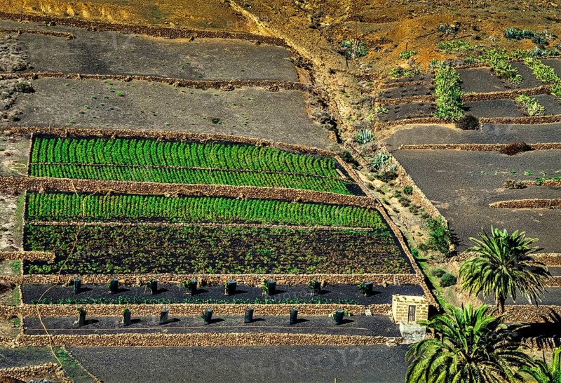 2016, Haria, Lanzarote, Haria, ESP, Spain, Canary Islands, Canary Islands, Atlantic Ocean, Lanzarote, biosphere reserve, volcano, volcanism, volcanic island, island, recording date, Europe