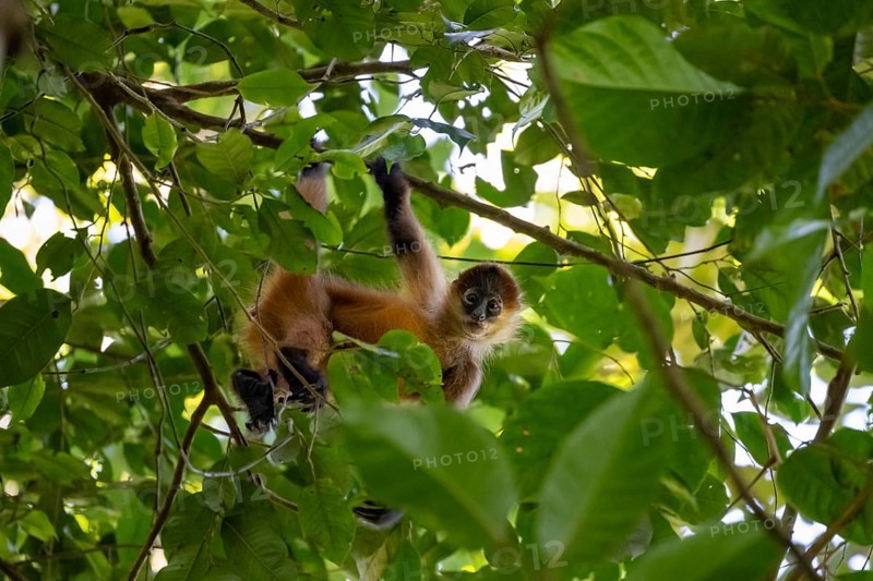 Geoffroy's spider monkey (Ateles geoffroyi) climbing a tree in the jungle, Tortuguero National Park, Costa Rica, Central America