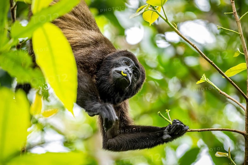Howler monkey (Alouatta palliata) eating leaves in a tree, Cahuita National Park, Costa Rica, Central America