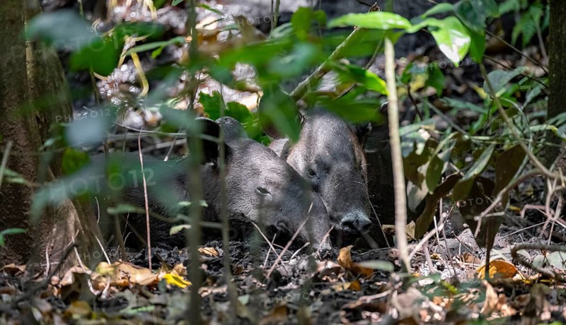Baird's tapir (Tapirus bairdii), mother with young, lying asleep in the rainforest, Corcovado National Park, Osa, Puntarena Province, Costa Rica, Central America