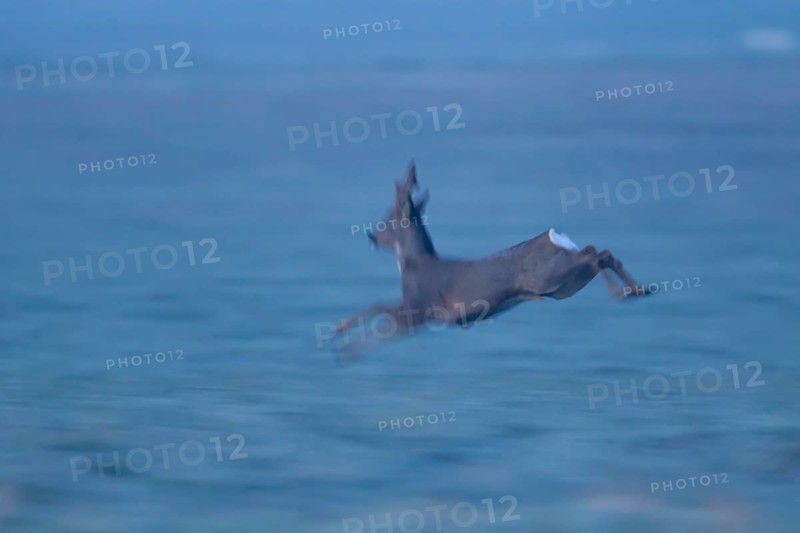 Roe deer (Capreolus capreolus) motion blur image of an adult male buck running across a field, England, United Kingdom, Europe