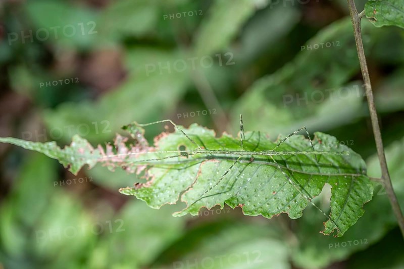 Green patterned ghost insect (Phasmatodea) camouflaging itself on a leaf, Corcovado National Park, Osa Peninsula, Puntarena Province, Costa Rica, Central America
