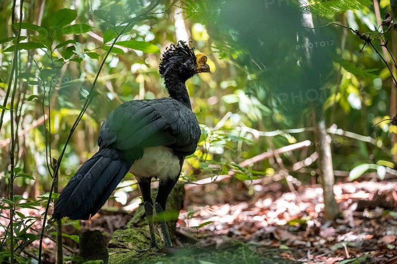 Tuberkehlhokko (Crax rubra), adult male, in the tropical rainforest, Corcovado National Park, Osa, Puntarena Province, Costa Rica, Central America