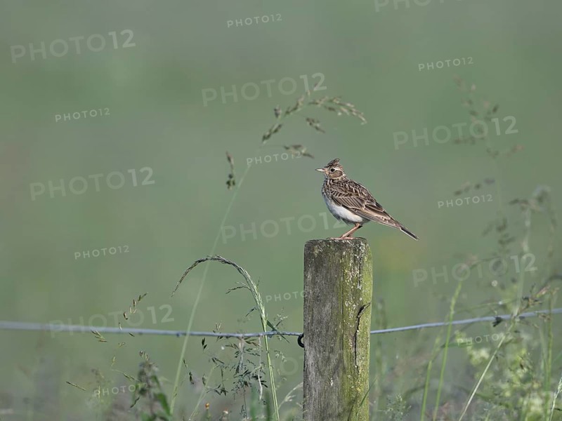 Skylark (Alauda arvensis) sitting on a pole, Lower Rhine, North Rhine-Westphalia, Germany, Europe