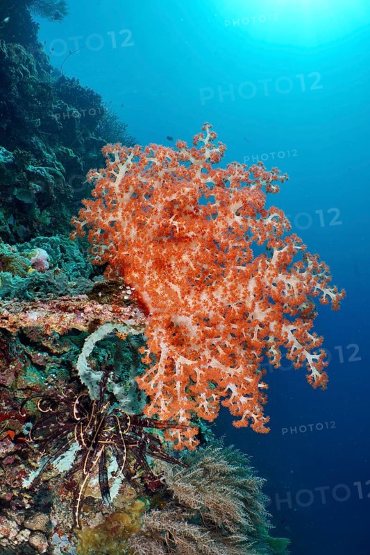 Bright orange Klunzinger's Soft Coral (Dendronephthya klunzingeri) on a reef in the ocean, dive site Coral Garden, Menjangan, Bali, Indonesia, Asia