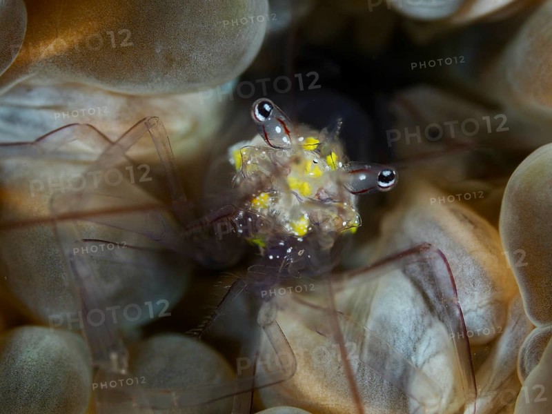 Close-up of a shrimp with yellow spots, Smit's bladder coral shrimp (Palaemonella smiti) on bladder coral, dive site Spice Reef, Penyapangan, Bali, Indonesia, Asia
