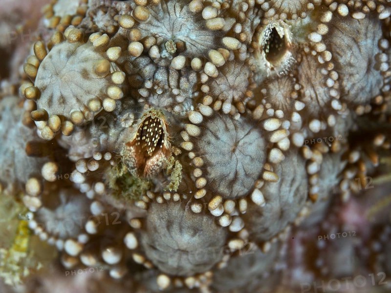 Close-up of a textured beige coral surface inhabited by coral barnacles (Ceratoconcha), crustacean, dive site Gondol Reef, Gondol, Bali, Indonesia, Asia