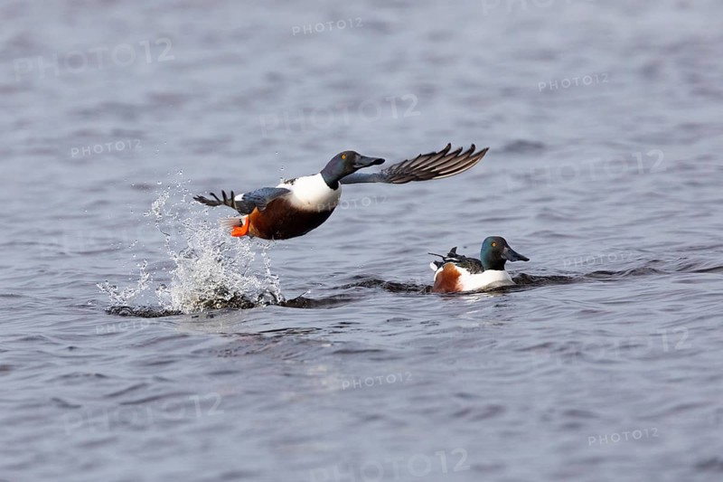 Northern Shoveler (Anas clypeata), male duck taking off in flight from lake, in display flight, island of Texel, Holland