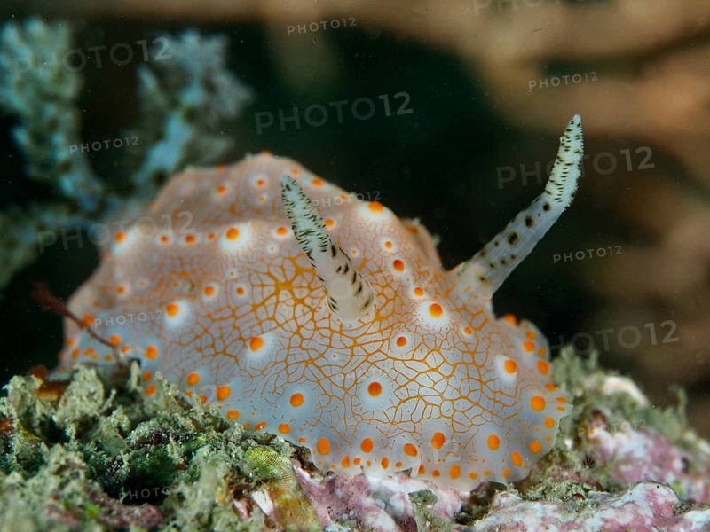 Close-up of a nudibranch with a striking dot pattern, Batangas Halgerda (Halgerda batangas), in the sea. Dive site Gondol Reef, Gondol, Bali, Indonesia, Asia