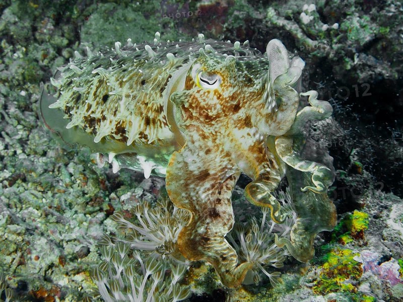 Octopus, broad-armed sepia (Sepia latimanus), camouflages itself in a colourful coral reef, dive site Close Encounters, Permuteran, Bali, Indonesia, Asia