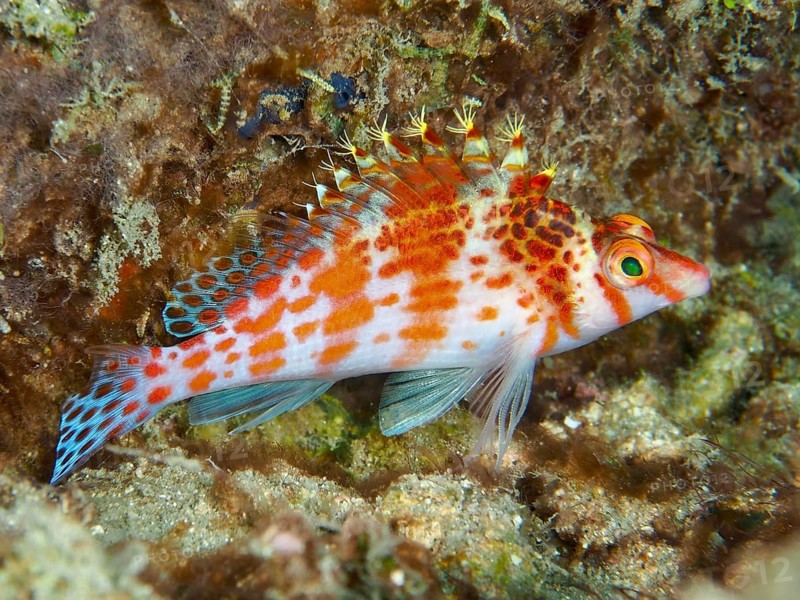 Coral hawkfish (Cirrhitichthys falco), orange-red fish with bushy crest, in a coral reef, Spice Reef dive site, Penyapangan, Bali, Indonesia, Asia