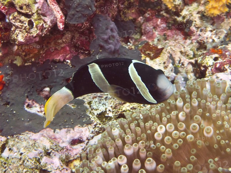 An anemonefish, Clark's anemonefish (Amphiprion clarkii) melanistic, swimming close to a sea anemone, dive site Toyapakeh, Nusa Ceningan, Nusa Penida, Bali, Indonesia, Asia