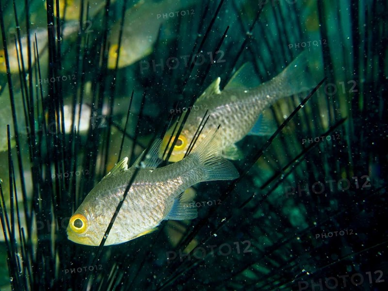 Two fish, bannerfin cardinalfish (Ostorhinchus hoevenii), seek shelter between the spines of diademed sea urchins (Diadema setosum), dive site Secret Bay, Gilimanuk, Bali, Indonesia, Asia
