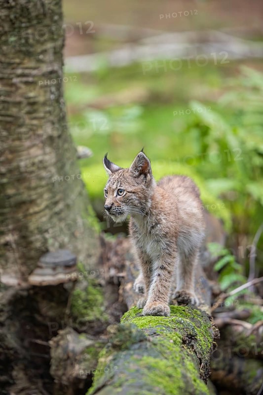 One young (10 weeks old) male Eurasian lynx, (Lynx lynx), crossing a creek, using a fallen tree as a natural bridge