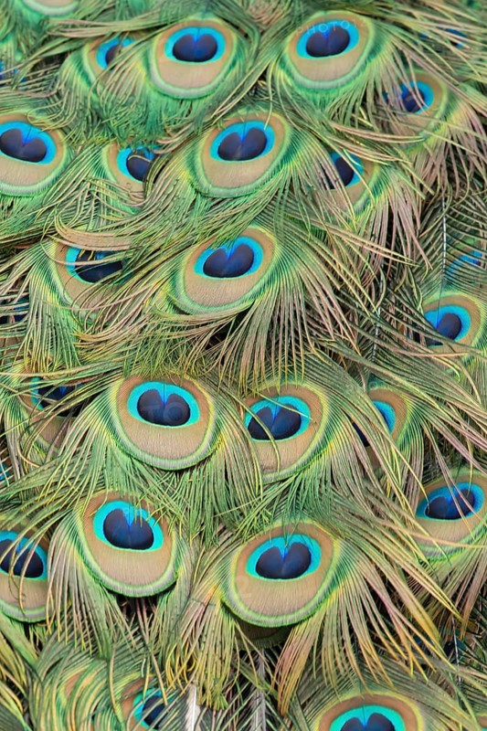 Indian peafowl or Peacock (Pavo cristatus) adult male bird close up of its tail feathers, England, United Kingdom, Europe