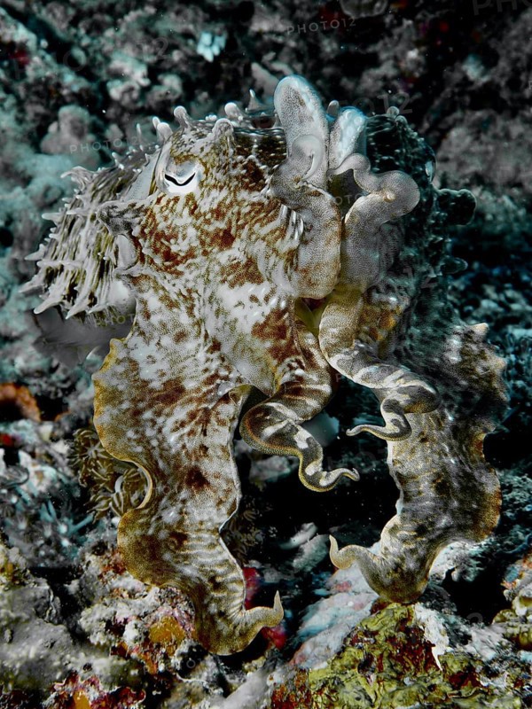 Well camouflaged broad-armed sepia (Sepia latimanus), dive site Close Encounters, Permuteran, Bali, Indonesia, Asia