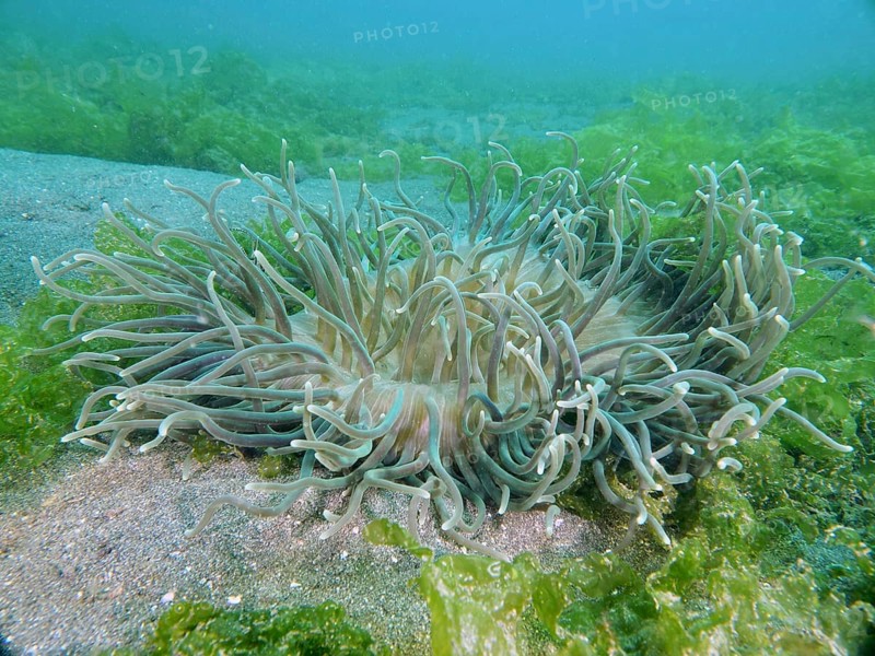 Large corkscrew anemone (Macrodactyla doreensis) with long tentacles on sandy seabed surrounded by algae, dive site Secret Bay, Gilimanuk, Bali, Indonesia, Asia