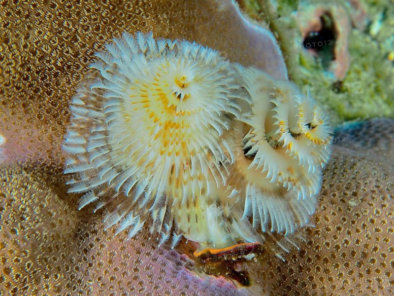 Spiral-shaped white Indo-Pacific Christmas tree worm (Spirobranchus corniculatus) on corals, dive site Pidada, Penyapangan, Bali, Indonesia, Asia