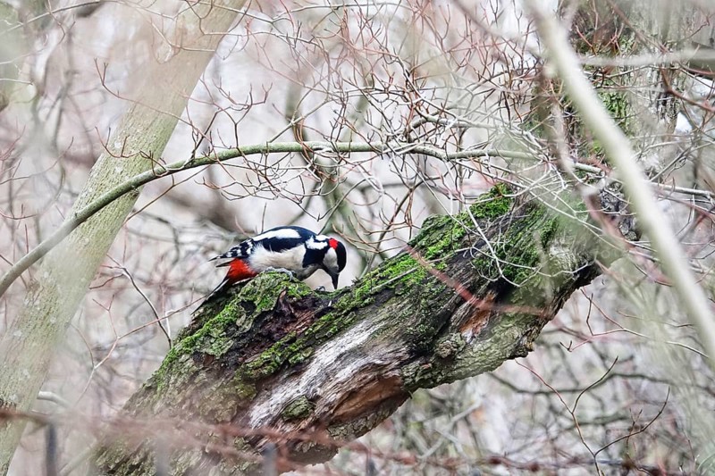 Great spotted woodpecker (Dendrocopos major), winter, Germany, Europe