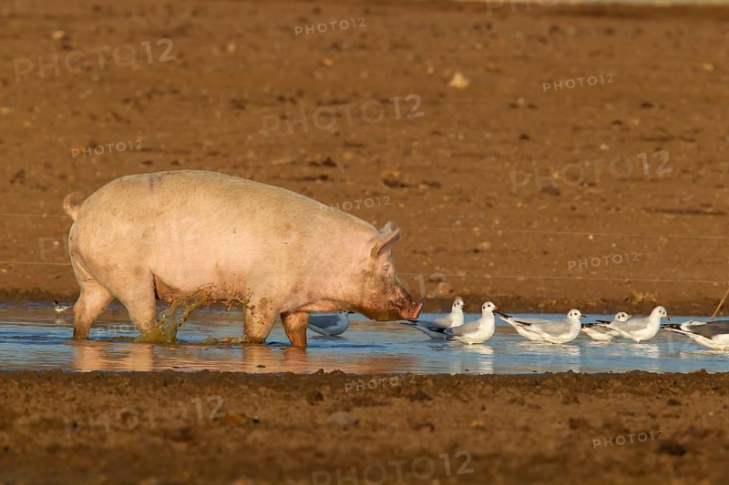 Domestic pig (Sus scrofa domesticus) adult farm animal standing in a puddle in a muddy field watching a flock of Black headed gulls (Chroicocephalus ridibundus) adult birds in winter, England, United Kingdom, Europe
